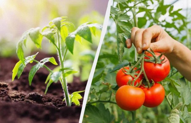 Как не погубить томаты первой подкормкой после высадки в грунт: что можно и нельзя вносить