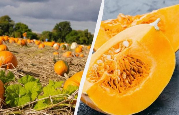 Тыквы нужно успеть посадить до этого срока: как выращивать, чтобы были крупными