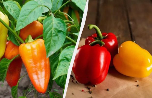 Перец после высадки в грунт нужно удобрить именно так - он быстро пойдет в рост