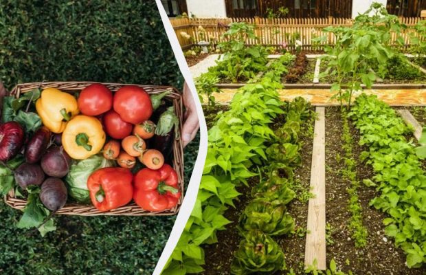 Так не делает почти никто, а зря: какие овощи стоит сажать на грядках рядом