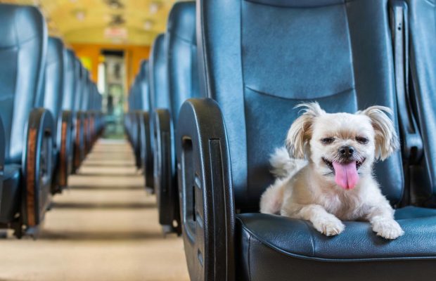 Які собаки люблять подорожувати зі своїми господарями: експерти назвали 11 найкращих порід