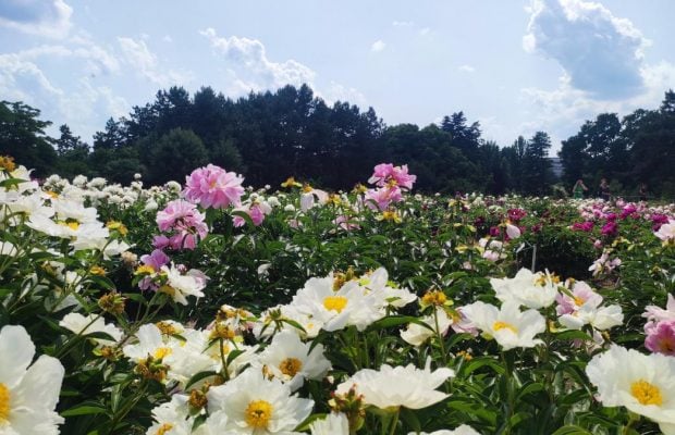 Як доглядати за півоніями восени: 4 завдання, які потрібно виконати до зими
