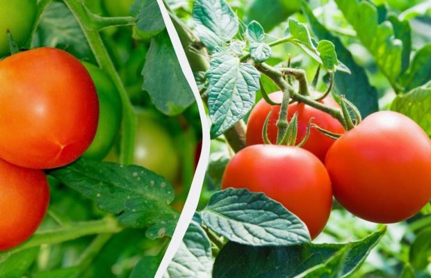 Помидоры перестанут болеть: как опытные садоводы защищают урожай простой содой