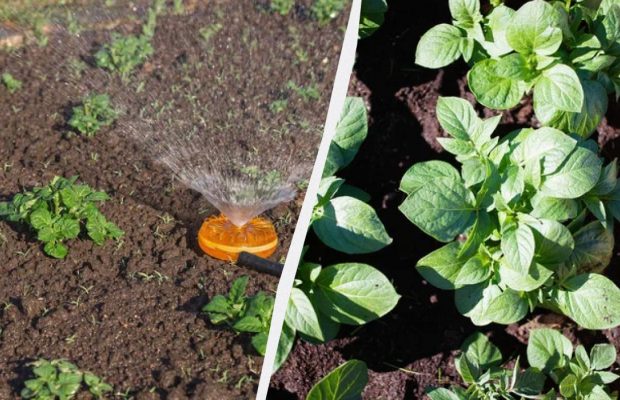 Температура воды для полива картофеля должна быть именно такой: не выше и не ниже