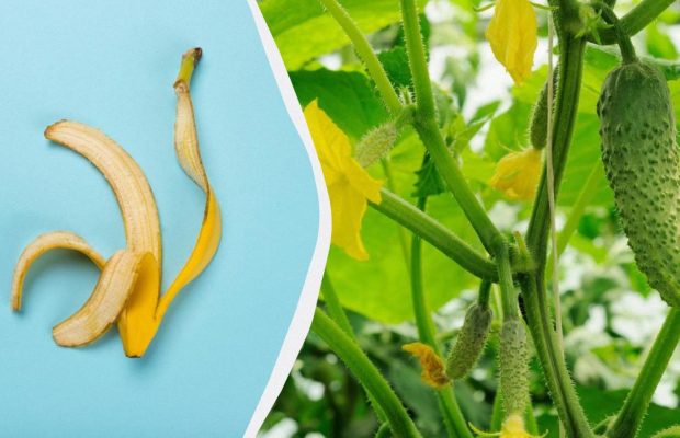 Банановая кожура критически необходима огурцам на грядке: как приготовить настой