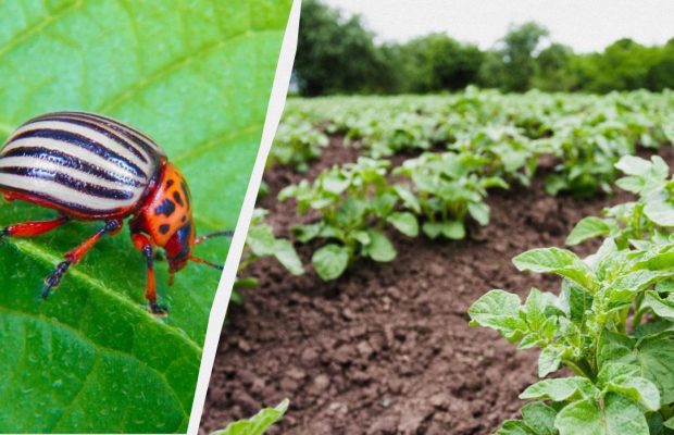 Колорадский жук не притронется к картошке: помогут средства из кухонного шкафчика