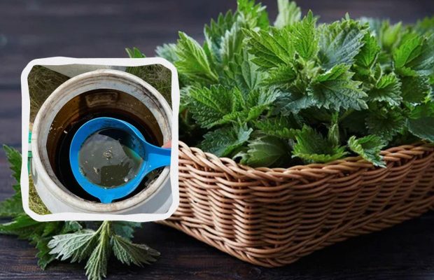 Крапивный настой - яд или витаминная бомба: что можно и нельзя им поливать