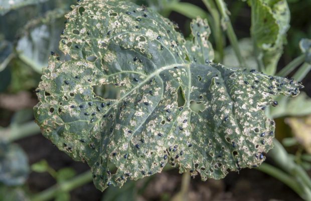 "Дедовский" метод от крестоцветной блошки на капусте: одна обработка - и никаких вредителей