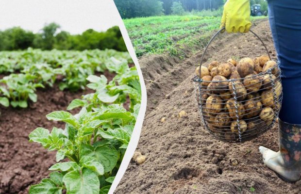 Когда скашивать картофельную ботву и зачем это нужно: как делают опытные огородники