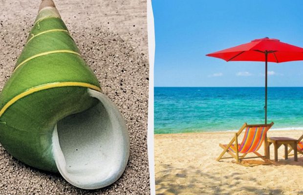 В гіршому випадку може вбити: туристів попередили про небезпеку мушель на пляжі