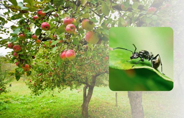 Что посадить возле яблони и чем обработать дерево, чтобы отпугнуть муравьев и тлю
