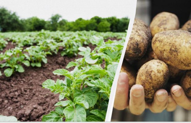 Как получить огромный урожай картофеля: вот что делают опытные огородники