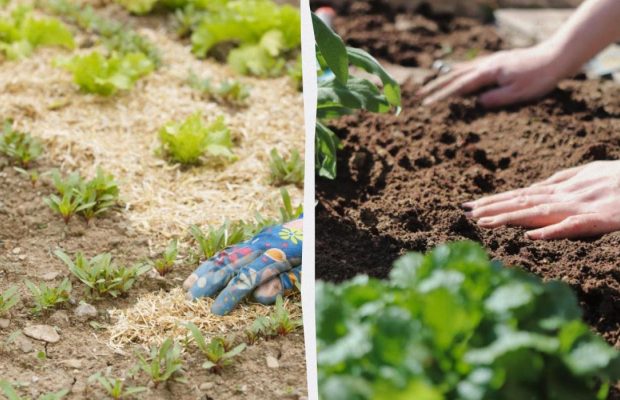 Хвойный опад, опилки, трава, листья ореха или перегной: что и чем лучше мульчировать