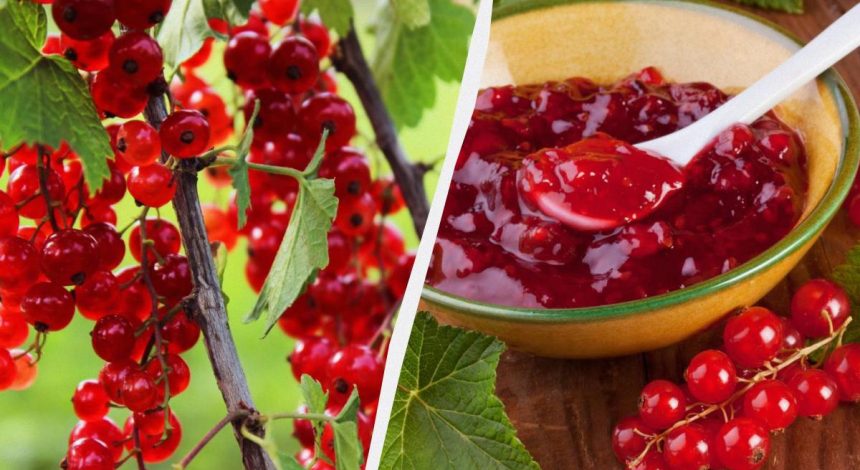 Як заготовити червону смородину на зиму: три рецепти варення без довгого варіння
