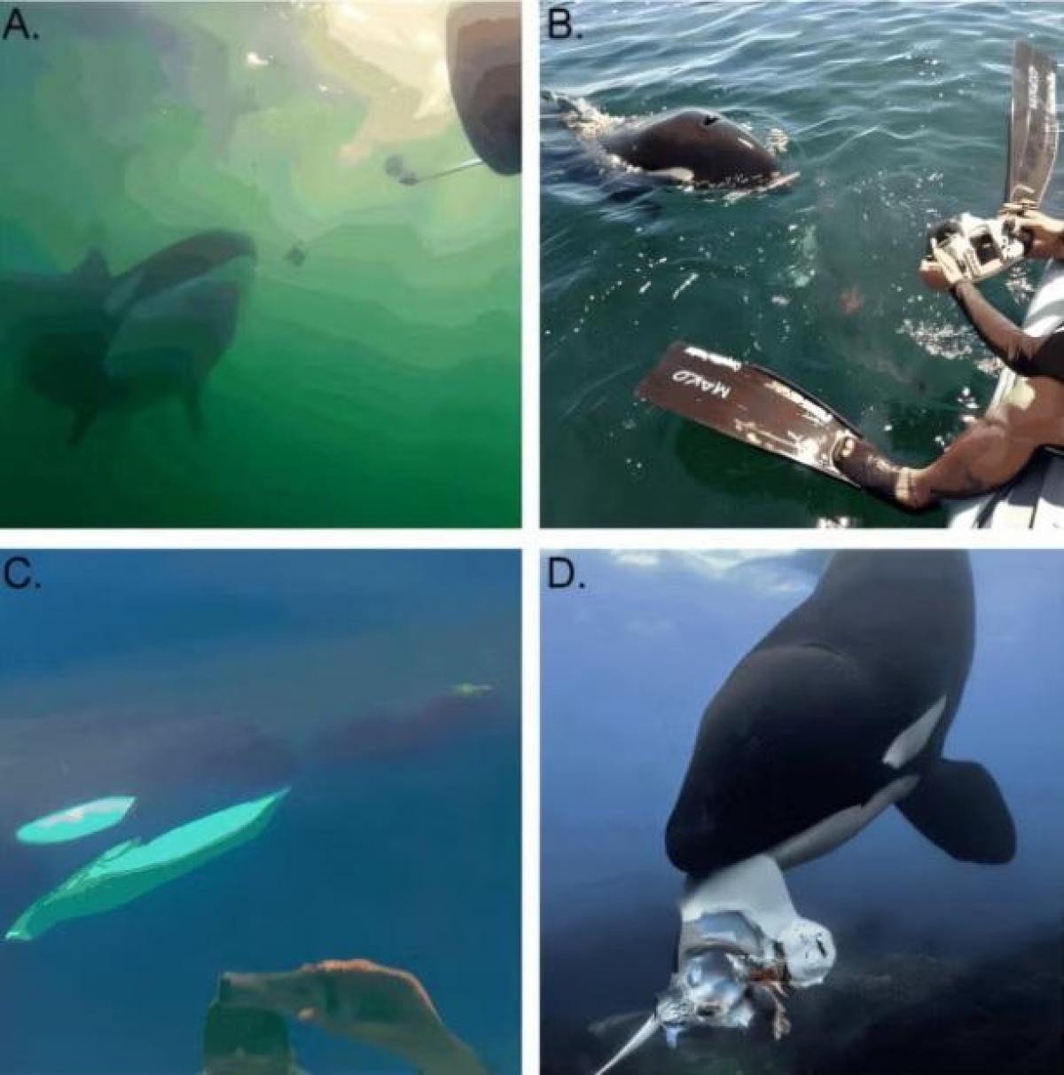 Фото: Steve Hathaway / Lucía Corral / Jared R Towers / Brian Skerry Фото: Steve Hathaway / Lucía Corral / Jared R Towers / Brian Skerry