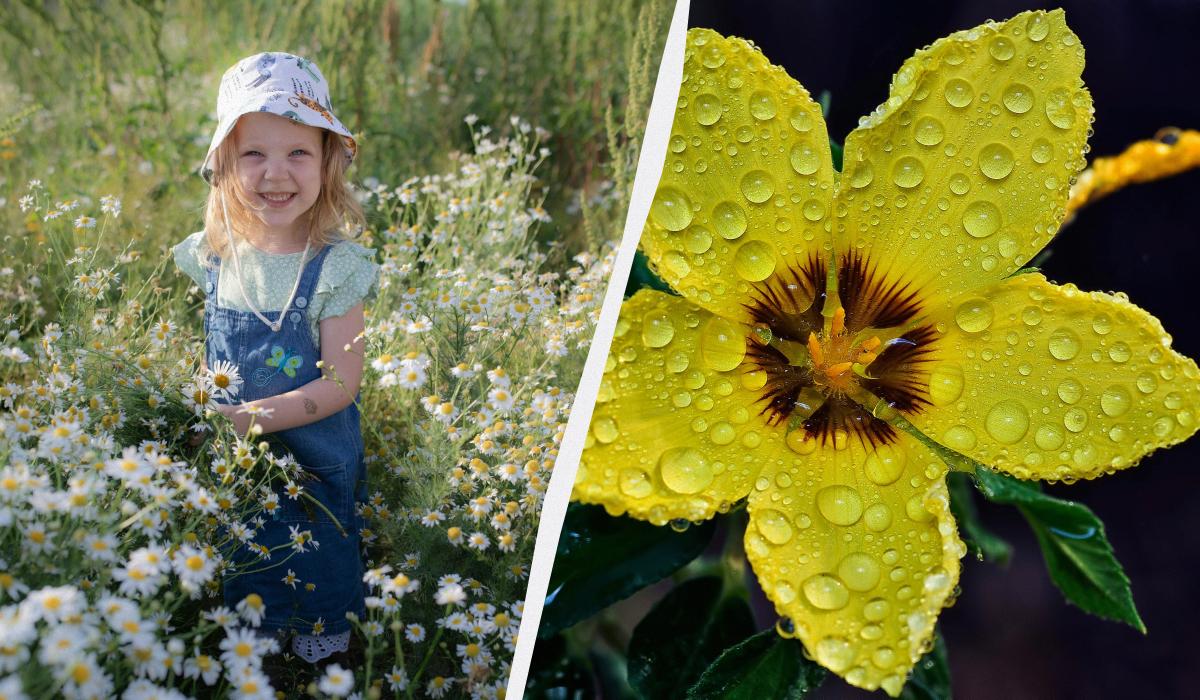 Що за свято сьогодні / колаж УНІАН, фото pexels Що за свято сьогодні / колаж УНІАН, фото pexels