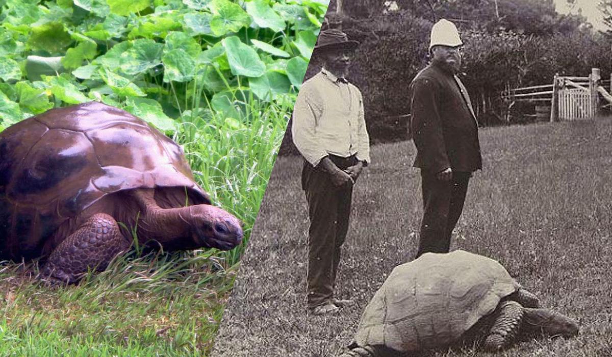 This animal is the oldest on Earth / UNIAN collage, Wikipedia photo This animal is the oldest on Earth / UNIAN collage, Wikipedia photo