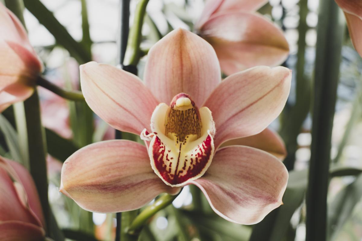 Как поливать орхидею - советы / фото freepik.com Как поливать орхидею - советы / фото freepik.com