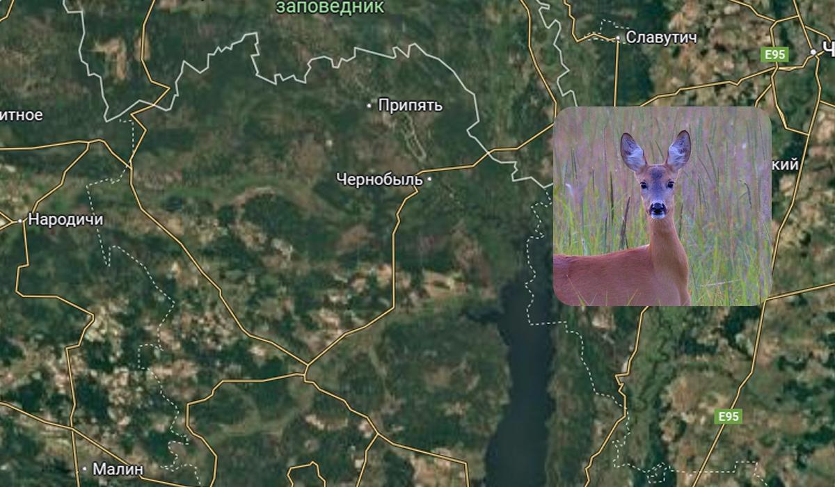 Ці тварини уникають відкритої місцевості / Колаж УНІАН / Скриншот, фото Сергія Домашевського Ці тварини уникають відкритої місцевості / Колаж УНІАН / Скриншот, фото Сергія Домашевського