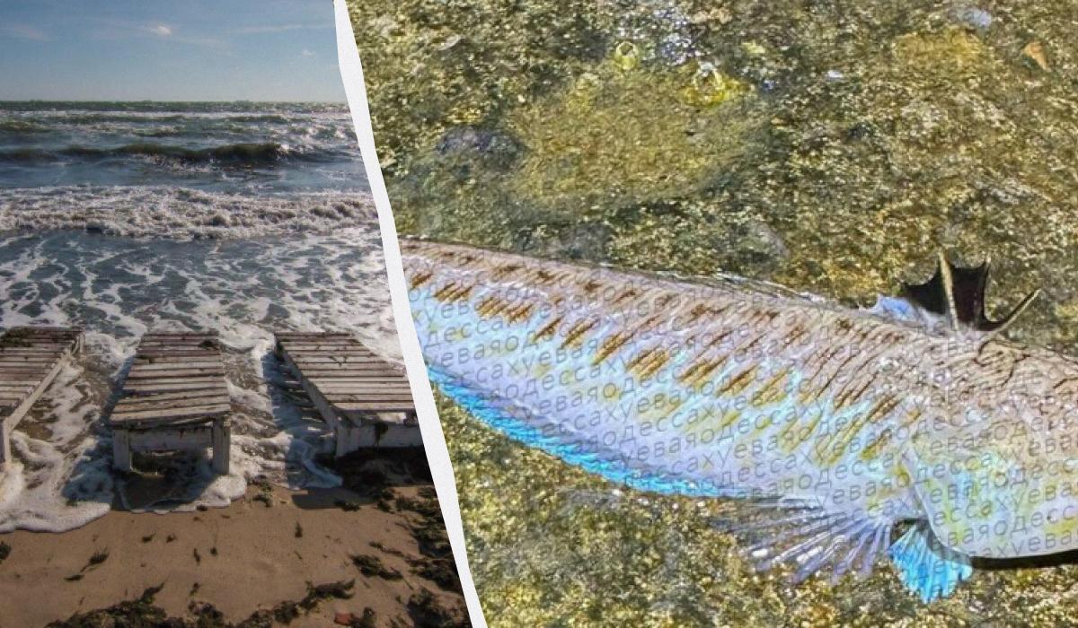 У морі біля Одеси помітили отруйну рибу / колаж УНІАН, фото t.me/xydessa, УНІАН У морі біля Одеси помітили отруйну рибу / колаж УНІАН, фото t.me/xydessa, УНІАН