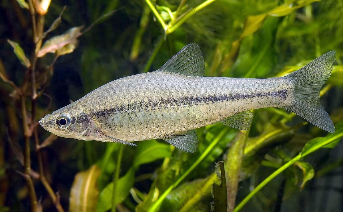 Українські річки заполонив небезпечний чебачок амурський / Wikipedia Українські річки заполонив небезпечний чебачок амурський / Wikipedia