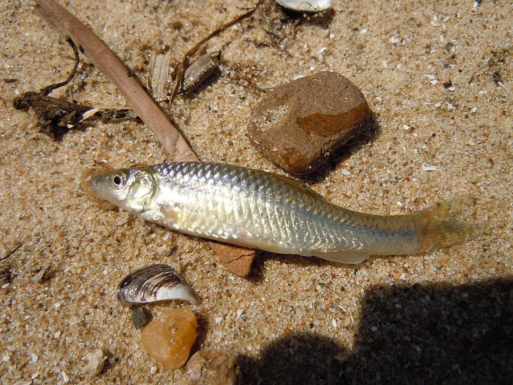 Чебачок амурський / Wikipedia Чебачок амурський / Wikipedia