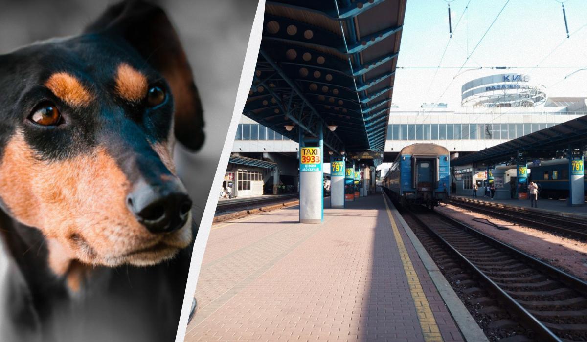 Собаки в столичном метро: запущено обсуждение о перевозке собак в отдельных вагонах