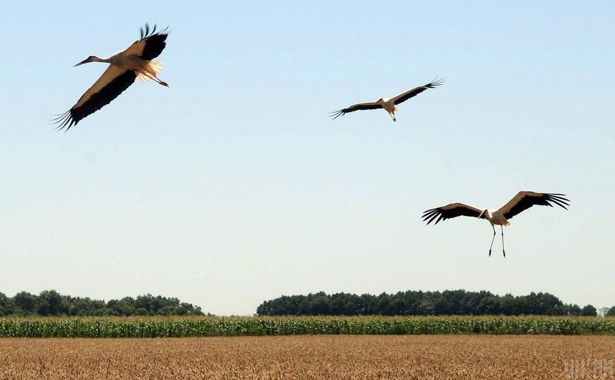 Белые аисты вернулись в Чернобыль впервые за 20 лет