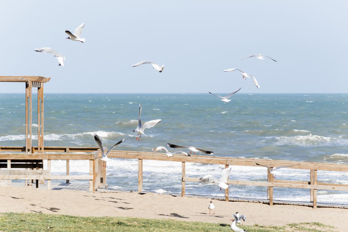 Багато чайок на воді в Маринин день - попереду теплі дні / freepik.com