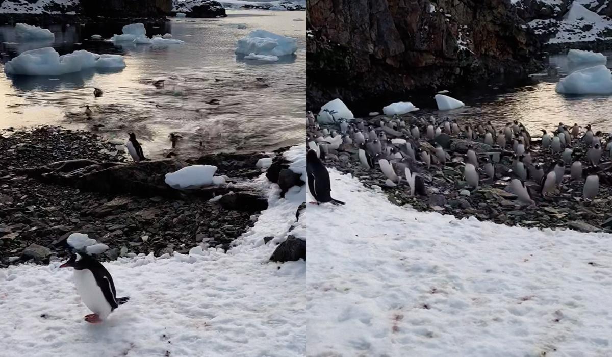 Penguins started swimming very quickly in the water to return to shore / UNIAN collage, screenshots Penguins started swimming very quickly in the water to return to shore / UNIAN collage, screenshots
