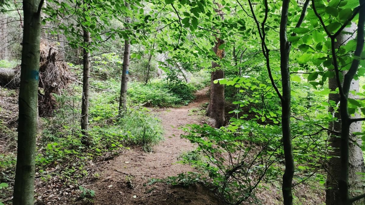 Часто наявні маршрути вже давно позаростали / фото Марина Григоренко Часто наявні маршрути вже давно позаростали / фото Марина Григоренко