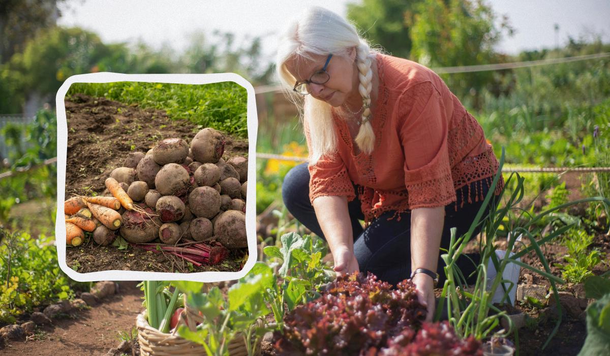 Місячний календар на серпень 2025 садівника городника / колаж УНІАН, фото pexels