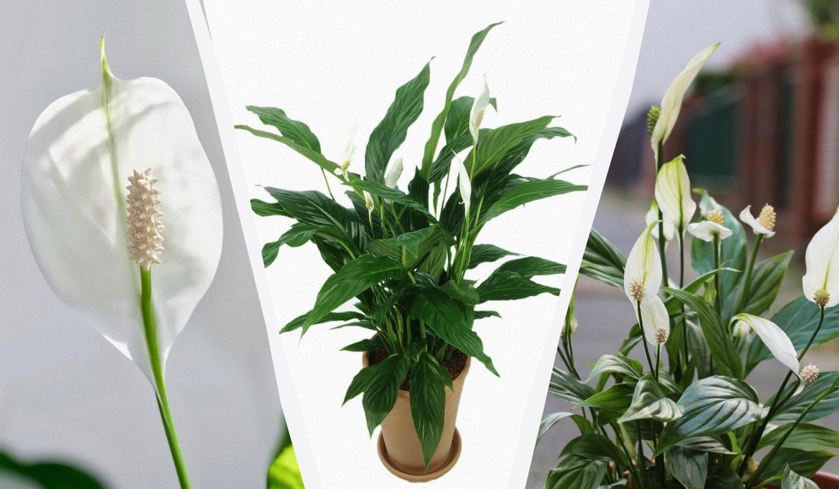Спатифиллум подаёт сигнал SOS: 5 признаков, которые нельзя игнорировать