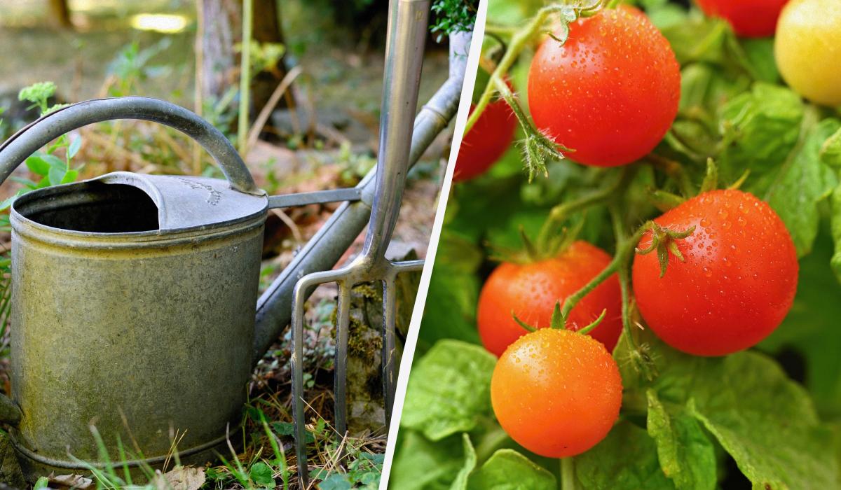 Простые подкормки для томатов, огурцов и перца можно приготовить самостоятельно / коллаж УНИАН, фото freepik.com Простые подкормки для томатов, огурцов и перца можно приготовить самостоятельно / коллаж УНИАН, фото freepik.com