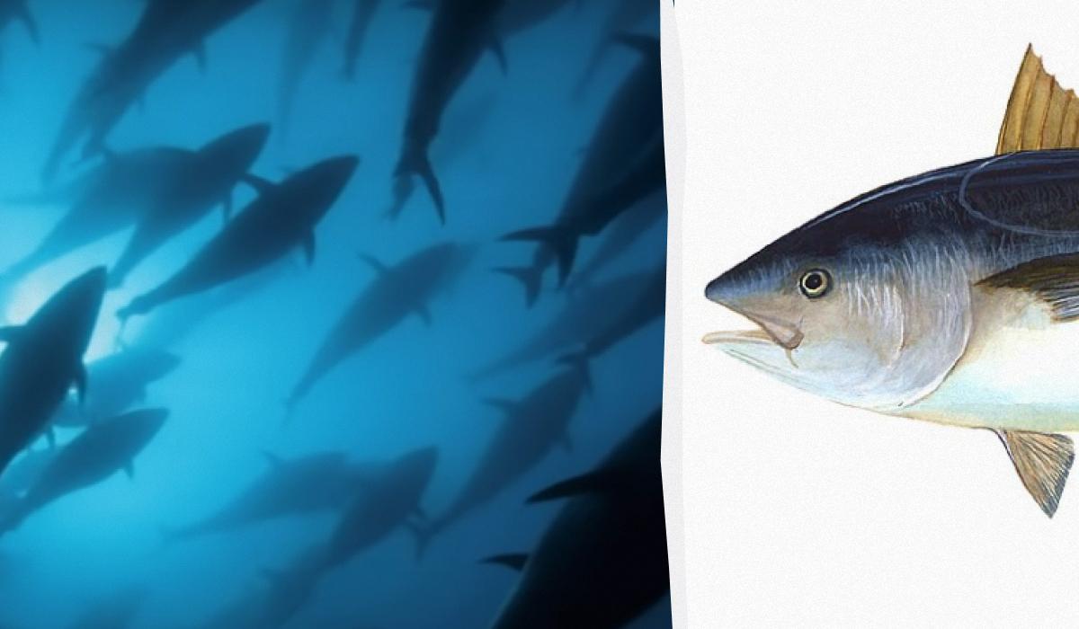 Блакитний тунець - одна з найібльших і найшвидших риб / колаж УНІАН, скриншот, фото Вікіпедії Блакитний тунець - одна з найібльших і найшвидших риб / колаж УНІАН, скриншот, фото Вікіпедії