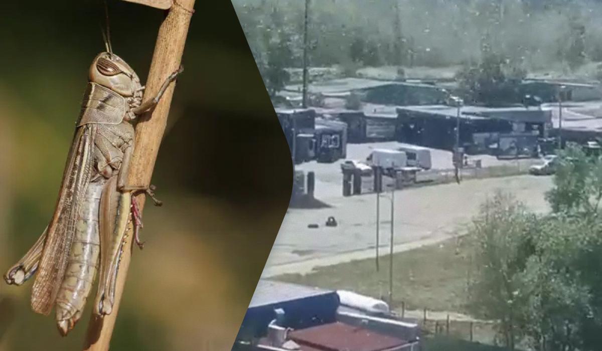 Може зрости у 400 разів: біолог розповів про причини нашестя сарани в Україні Може зрости у 400 разів: біолог розповів про причини нашестя сарани в Україні