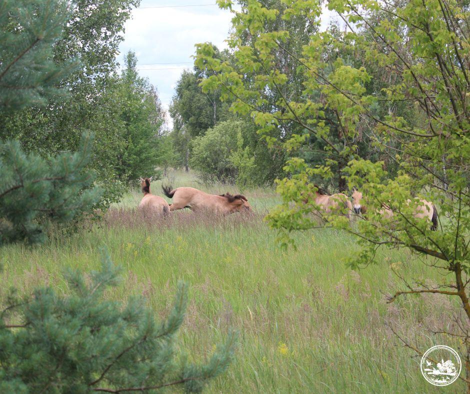 Активність коней у Чорнобильському заповіднику / фото Чорнобильський радіаційно-екологічний біосферний заповідник