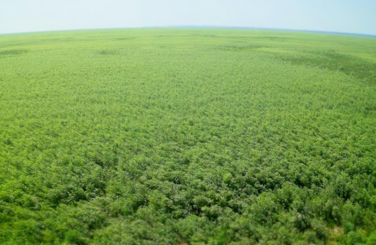 Currently, the Kakhovka reservoir is a rare and spontaneous recovery Currently, the Kakhovka reservoir is a rare and spontaneous recovery