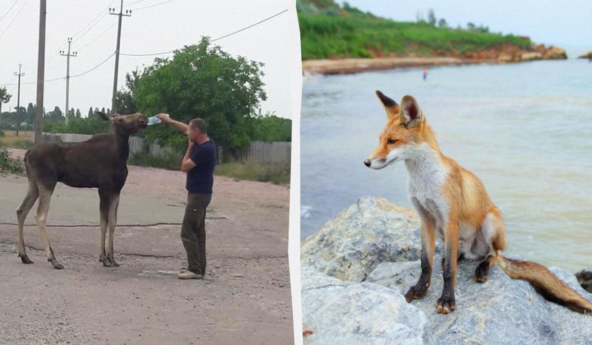 Лосі, вовки та лисиці все частіше виходять до людей / колаж УНІАН, фото facebook.com/groups/Vyshgorod, facebook.com/Геннадій Голубєв Лосі, вовки та лисиці все частіше виходять до людей / колаж УНІАН, фото facebook.com/groups/Vyshgorod, facebook.com/Геннадій Голубєв