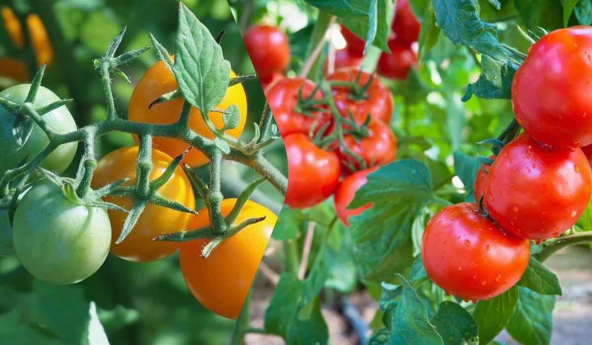 Чем подкормить рассаду помидоров, чтобы были толстенькие народными средствами / коллаж УНИАН, фото ua.depositphotos.com