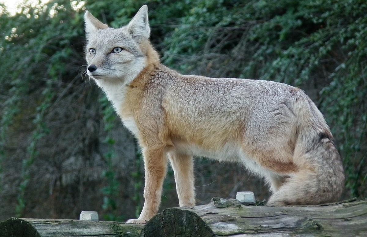 Корсака майже не зустрічають в Україні / фото - wikimedia.org/4028mdk09 Корсака майже не зустрічають в Україні / фото - wikimedia.org/4028mdk09