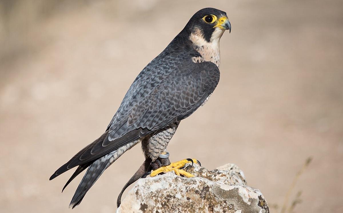 Сапсаны чаще всего питаются мелкими и средними птицами / фото - wikimedia.org Сапсаны чаще всего питаются мелкими и средними птицами / фото - wikimedia.org