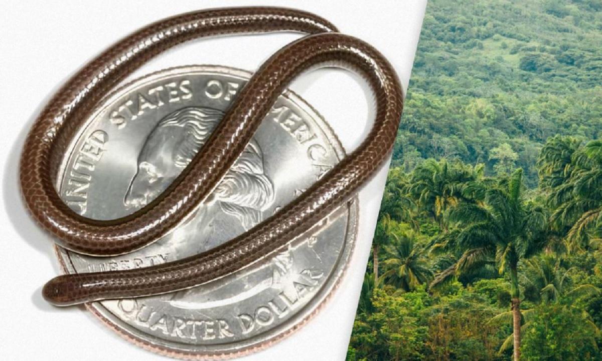 Эта змея не представляет угрозы для человека / коллаж УНИАН, фото wikimedia.org/Blair Hedges/Penn State, Unsplash Эта змея не представляет угрозы для человека / коллаж УНИАН, фото wikimedia.org/Blair Hedges/Penn State, Unsplash