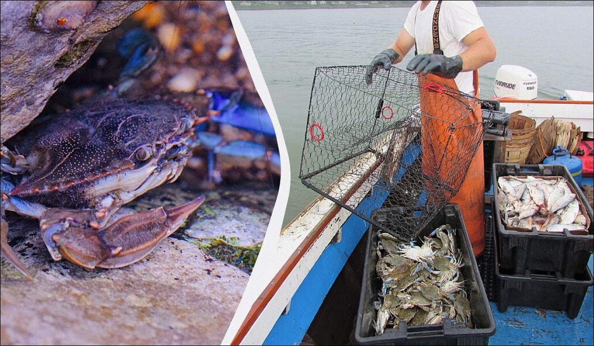 Новый вид краба в Черном море может стать ценным промысловым видом / коллаж УНИАН, фото Википедия Новый вид краба в Черном море может стать ценным промысловым видом / коллаж УНИАН, фото Википедия