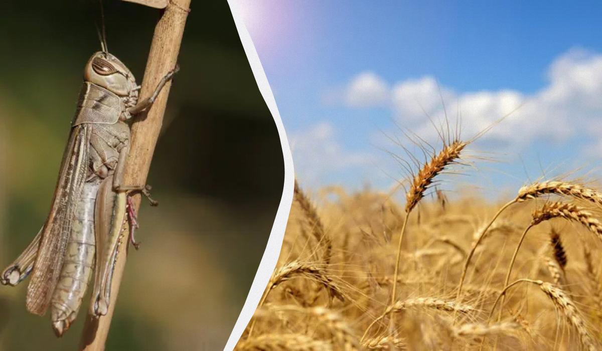 Із сараною потрібно боротися швидко / колаж УНІАН, фото ua.depositphotos.com Із сараною потрібно боротися швидко / колаж УНІАН, фото ua.depositphotos.com