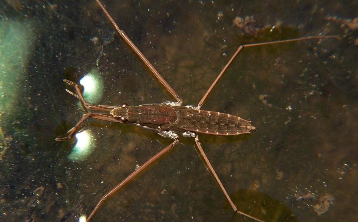 Зокрема відомими комахами, які можуть ходити по воді, є водомірки / фото Вікіпедія