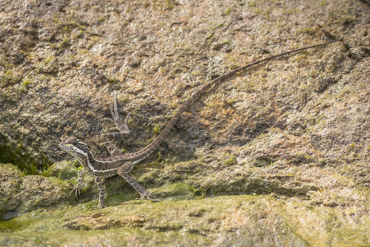 Василіск звичайний / фото Вікіпедія Василіск звичайний / фото Вікіпедія