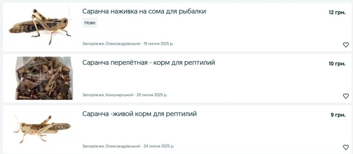 На Півдні України аномальне нашестя сарани: українці вже зробили з цього бізнес На Півдні України аномальне нашестя сарани: українці вже зробили з цього бізнес
