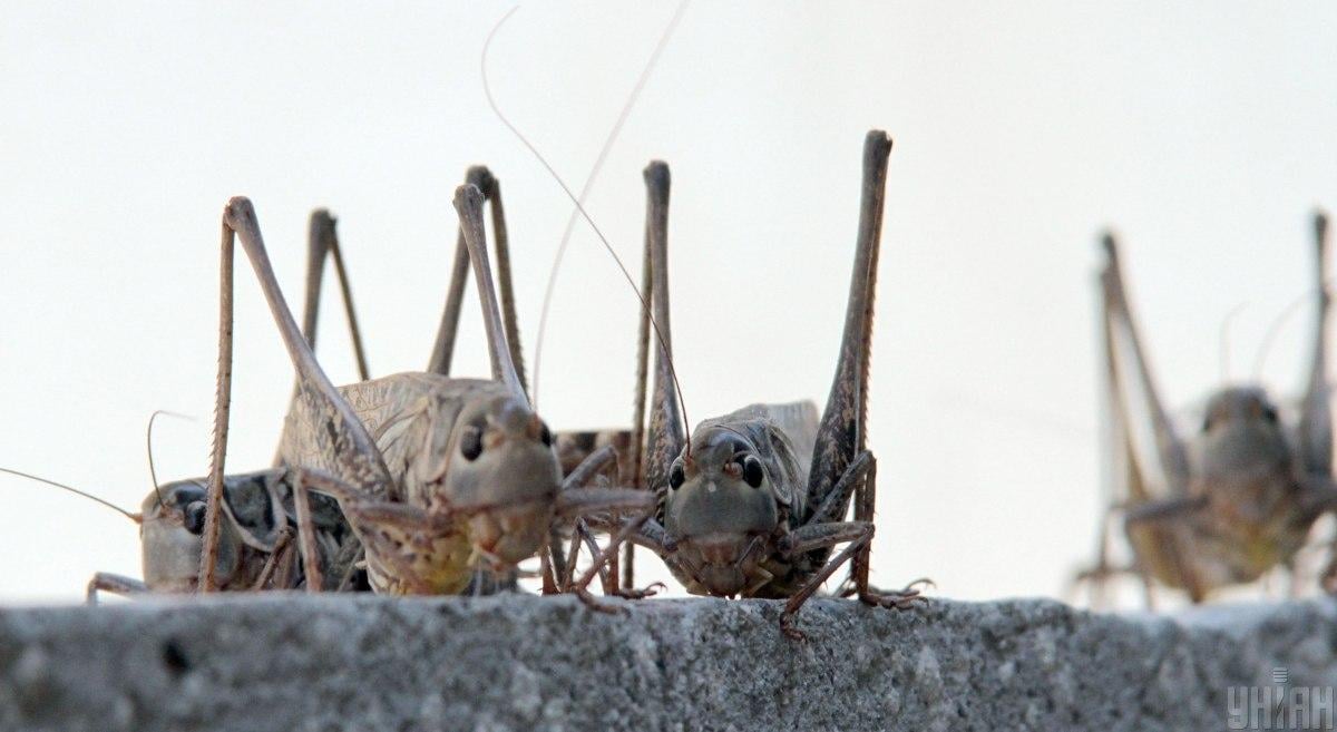Халаим отметил, что движение стаи саранчи похоже на локальное стихийное бедствие / фото УНИАН, Сувиров Алексей Халаим отметил, что движение стаи саранчи похоже на локальное стихийное бедствие / фото УНИАН, Сувиров Алексей