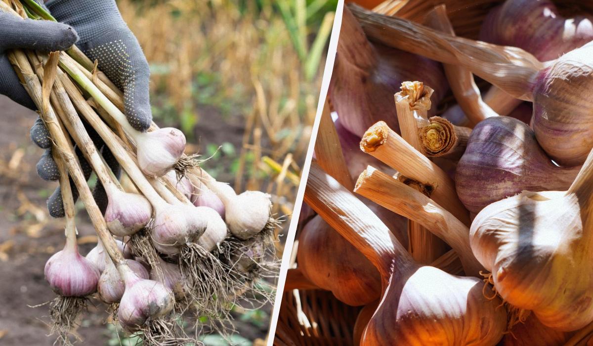 Как выкапывать чеснок озимый и яровой Как выкапывать чеснок озимый и яровой